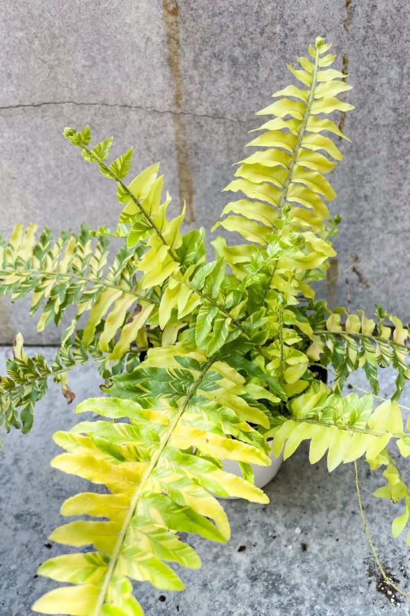 Indoor Plants |   Nephrolepis Exaltata ‘Tiger’ 4″ Garden Indoor Plants