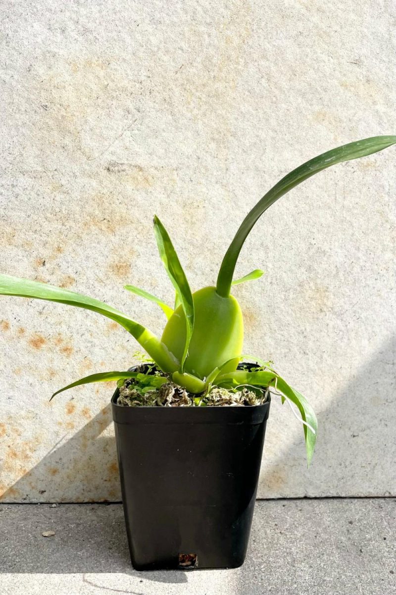 Indoor Plants |   Oncidium ‘sharry Baby’ 4″ Garden Indoor Plants