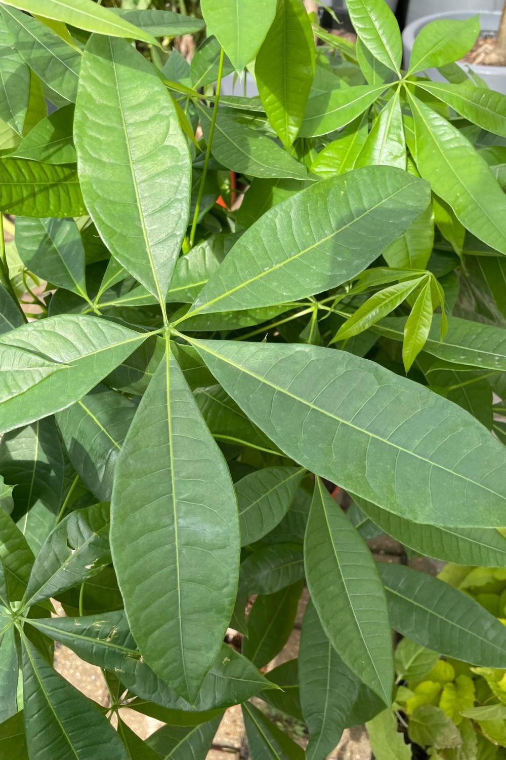 Indoor Plants |   Pachira Aquatica “Money Tree” 10″ Garden Indoor Plants