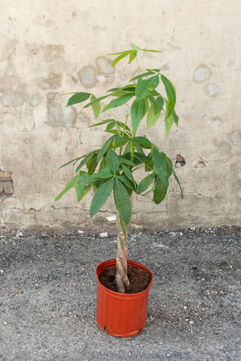 Indoor Plants |   Pachira Aquatica “Money Tree” 10″ Garden Indoor Plants