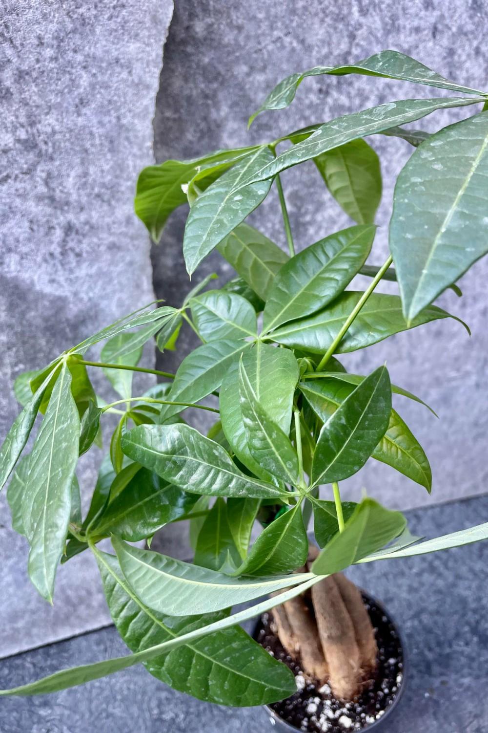 Indoor Plants |   Pachira Aquatica “Money Tree” 4″ Garden Indoor Plants