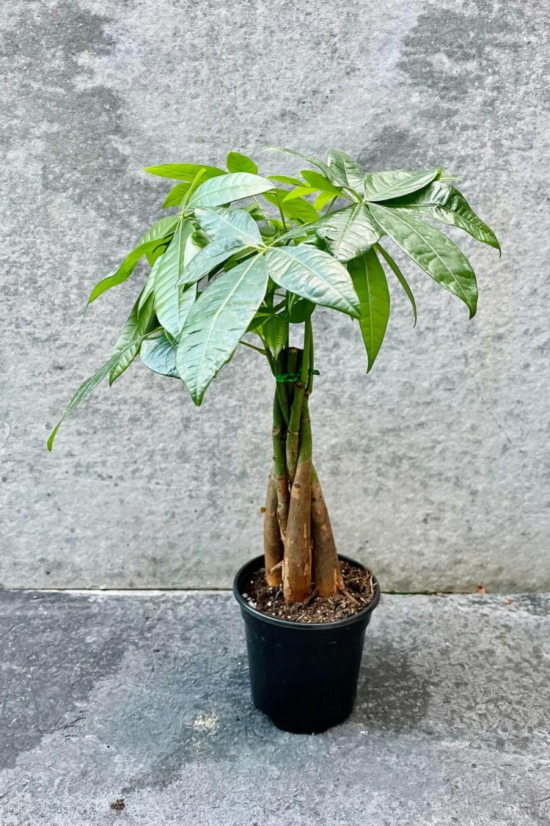 Indoor Plants |   Pachira Aquatica “Money Tree” 4″ Garden Indoor Plants