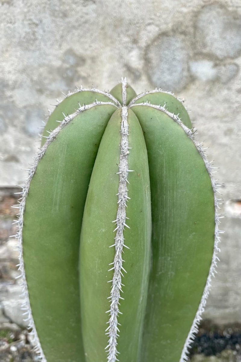 Indoor Plants |   Pachycereus Marginatus “Fence Post” #5 Garden Indoor Plants