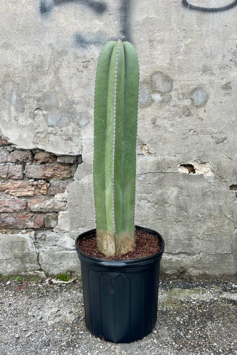 Indoor Plants |   Pachycereus Marginatus “Fence Post” #5 Garden Indoor Plants