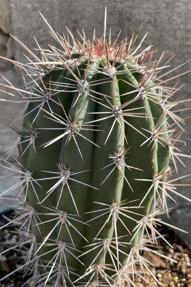 Indoor Plants |   Pachycereus Pringlei “Elephant Cactus” 8″ Garden Indoor Plants