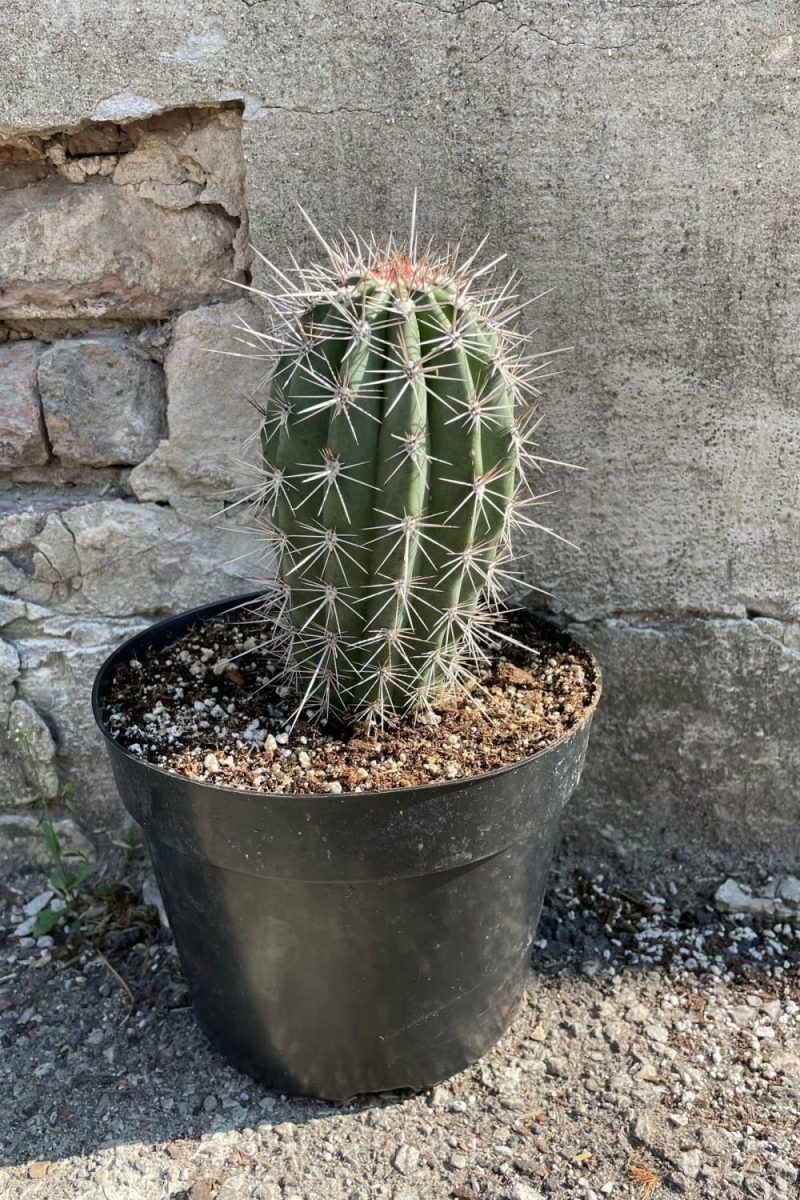 Indoor Plants |   Pachycereus Pringlei “Elephant Cactus” 8″ Garden Indoor Plants