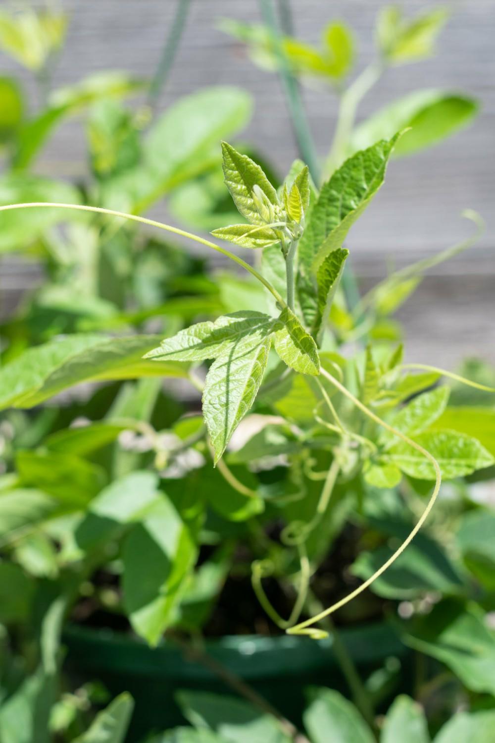 Indoor Plants |   Passiflora 10″ Garden Indoor Plants