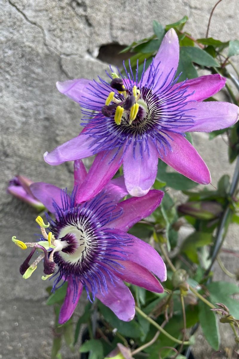 Indoor Plants |   Passiflora 10″ Garden Indoor Plants