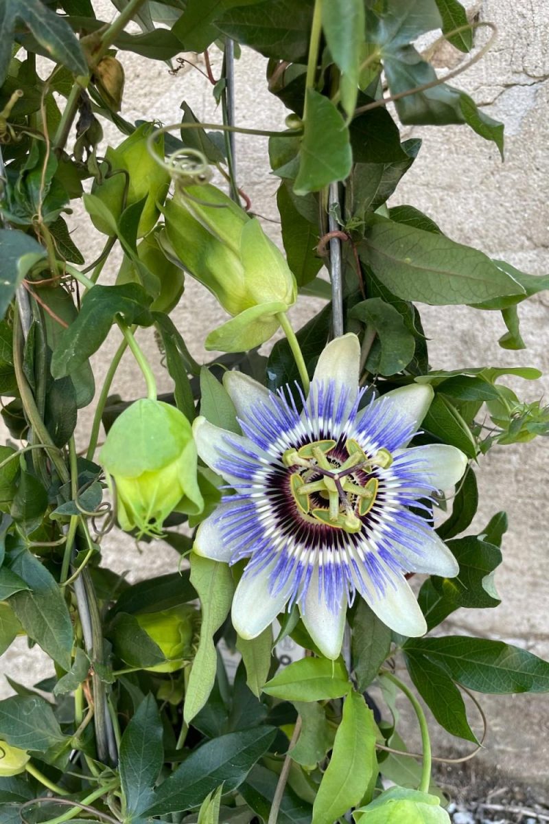 Indoor Plants |   Passiflora 10″ Garden Indoor Plants