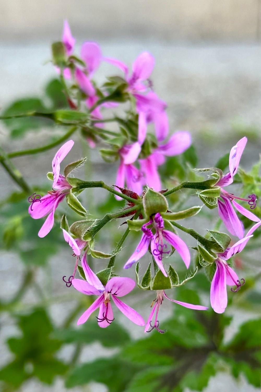 Indoor Plants |   Pelargonium “Scented Geranium” 3.5″ Garden Indoor Plants