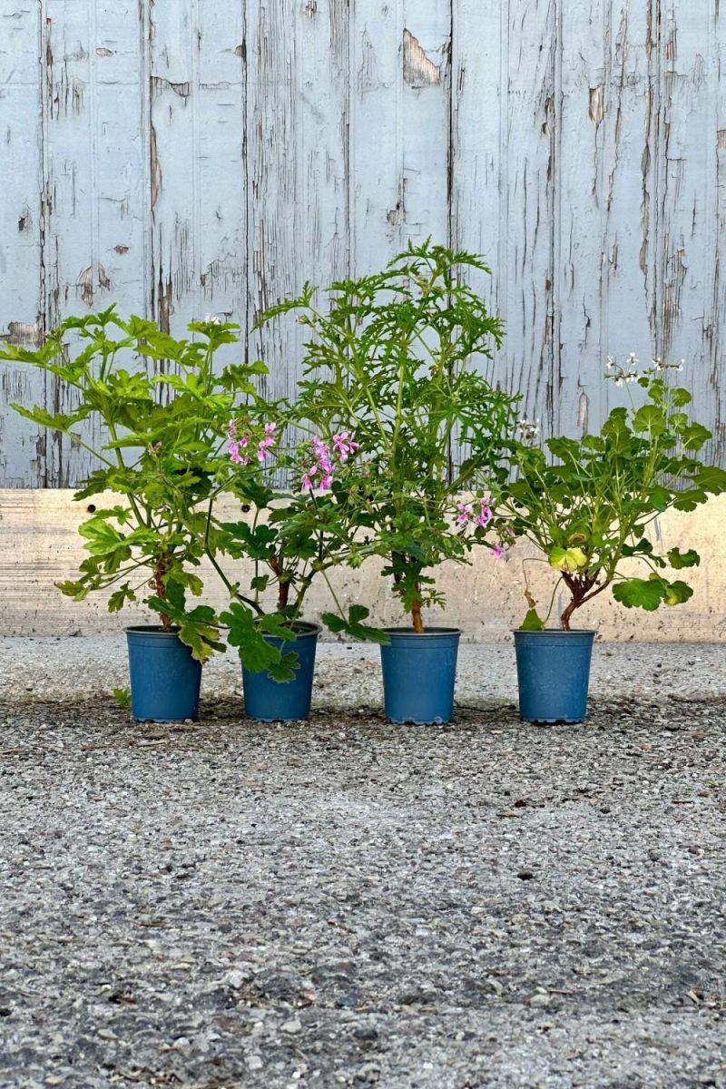 Indoor Plants |   Pelargonium “Scented Geranium” 3.5″ Garden Indoor Plants