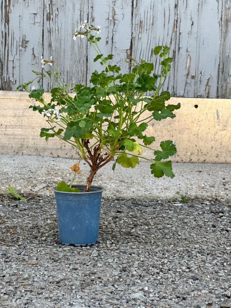 Indoor Plants |   Pelargonium “Scented Geranium” 3.5″ Garden Indoor Plants