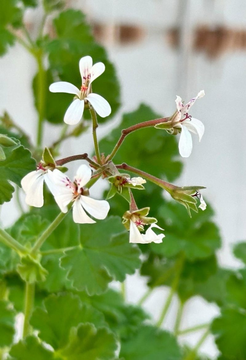 Indoor Plants |   Pelargonium “Scented Geranium” 3.5″ Garden Indoor Plants