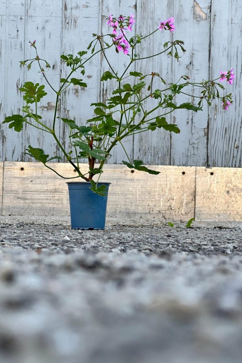 Indoor Plants |   Pelargonium “Scented Geranium” 3.5″ Garden Indoor Plants