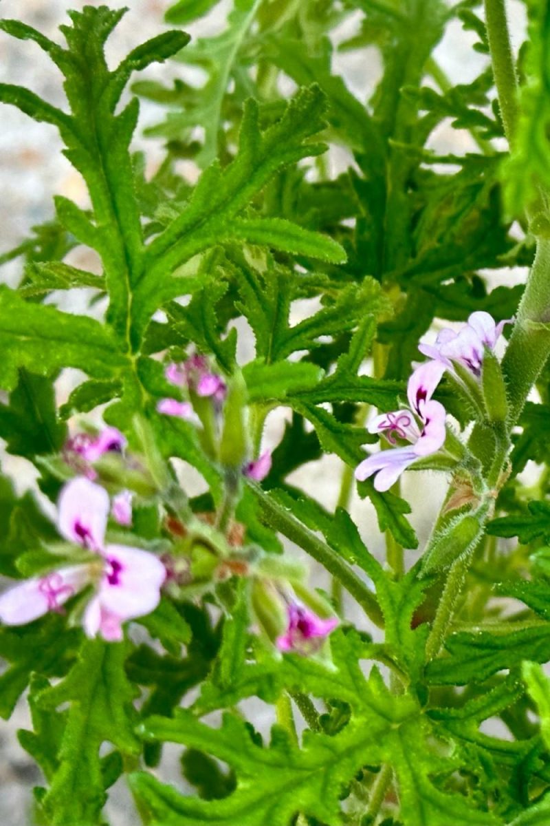 Indoor Plants |   Pelargonium “Scented Geranium” 3.5″ Garden Indoor Plants