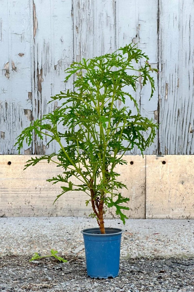 Indoor Plants |   Pelargonium “Scented Geranium” 3.5″ Garden Indoor Plants