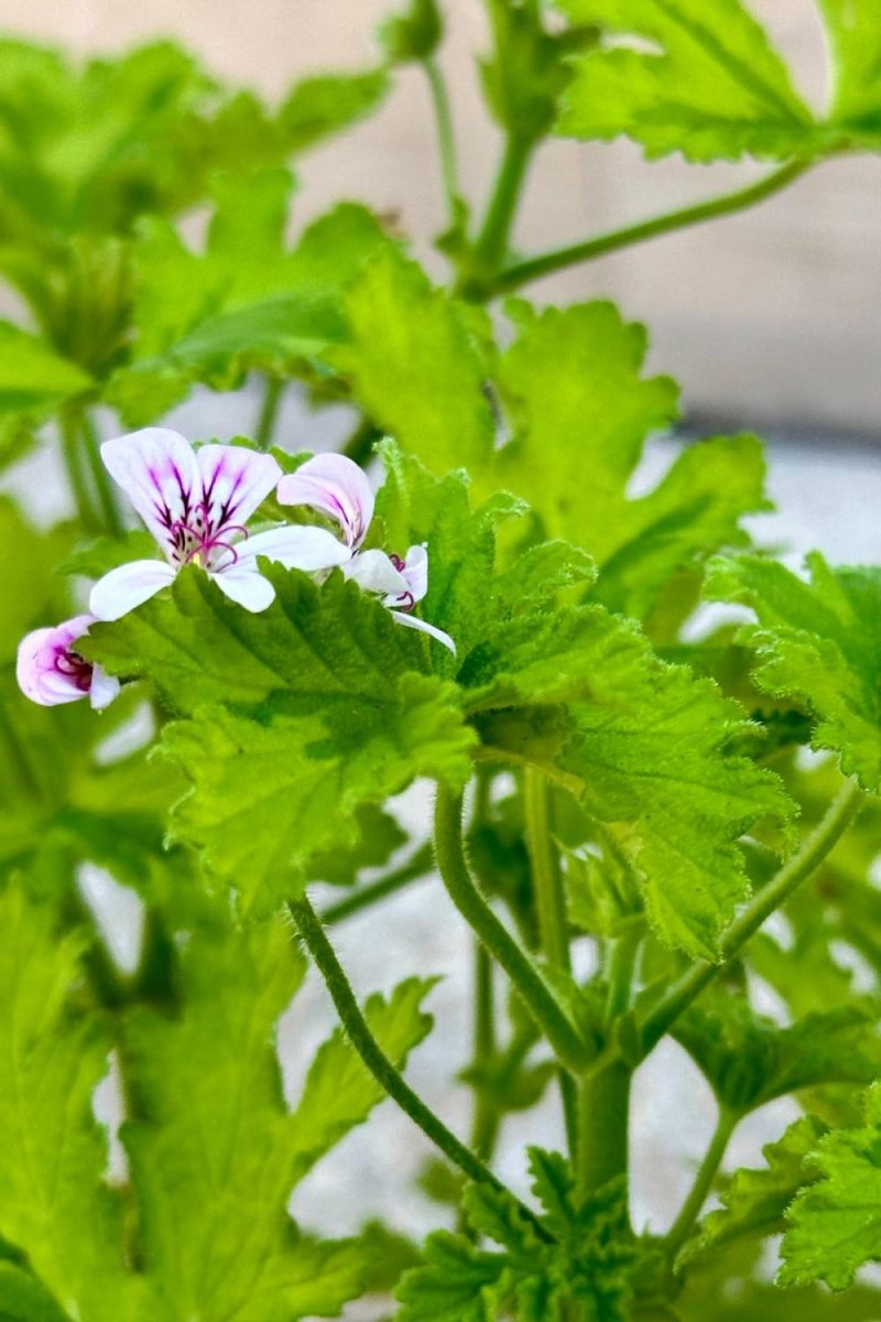 Indoor Plants |   Pelargonium “Scented Geranium” 3.5″ Garden Indoor Plants