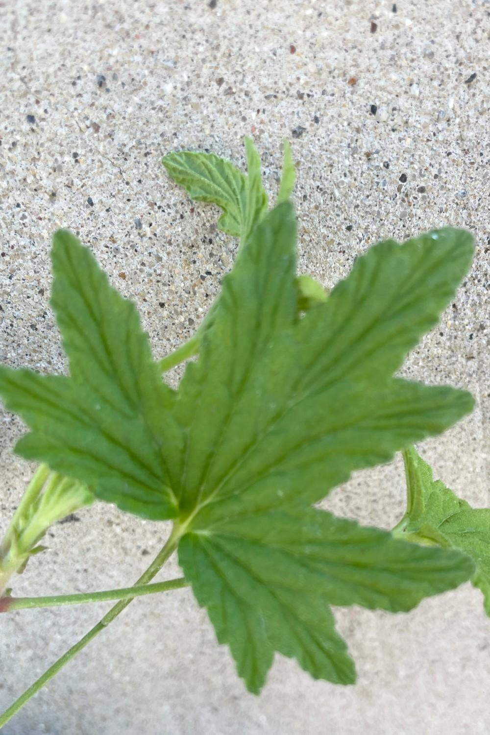 Indoor Plants |   Pelargonium “Scented Geranium” ‘Mabel Grey’ 3.5″ Garden Indoor Plants