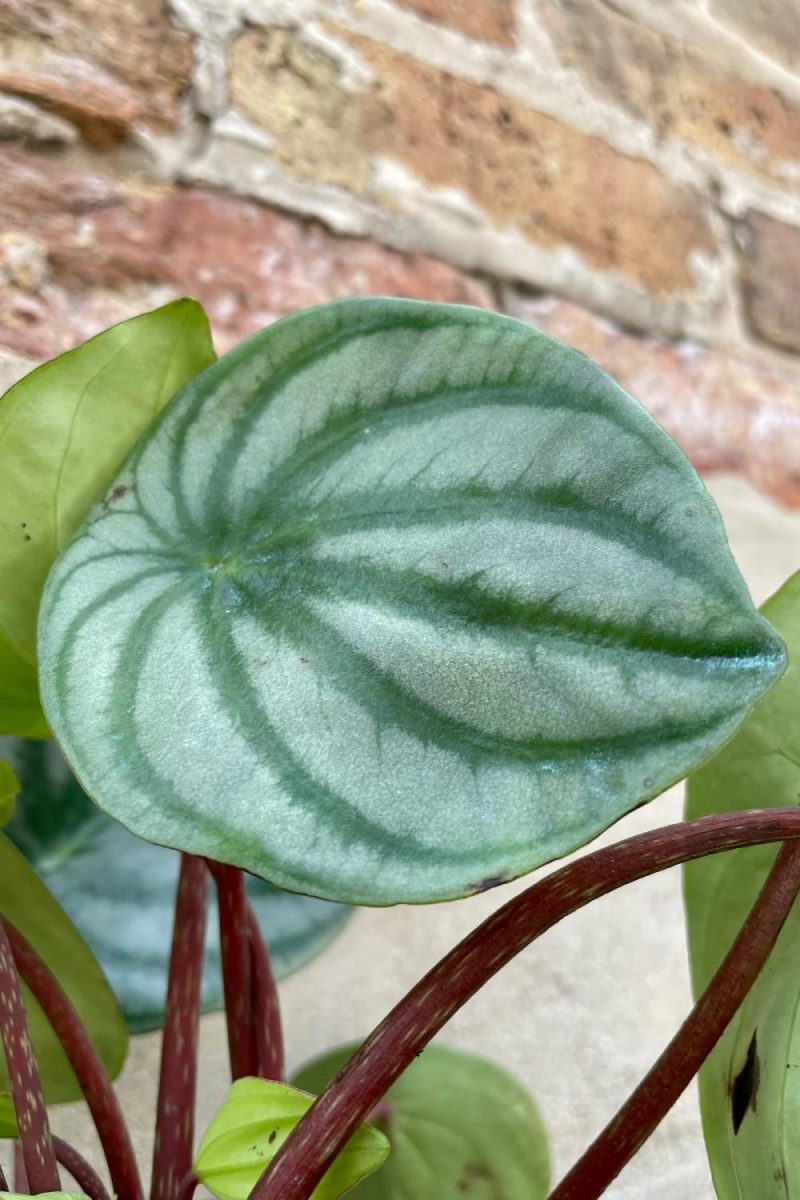 Indoor Plants |   Peperomia Argyreia “Watermelon”  6″ Garden Indoor Plants