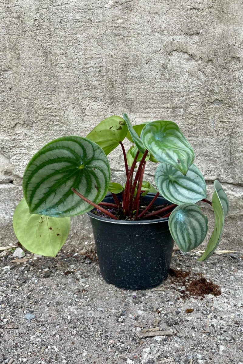 Indoor Plants |   Peperomia Argyreia “Watermelon”  6″ Garden Indoor Plants