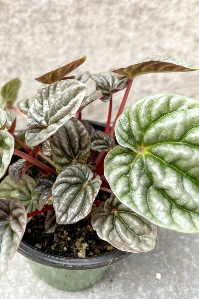 Indoor Plants |   Peperomia Caperata ‘Burgundy Ripple’ 4″ Garden Indoor Plants