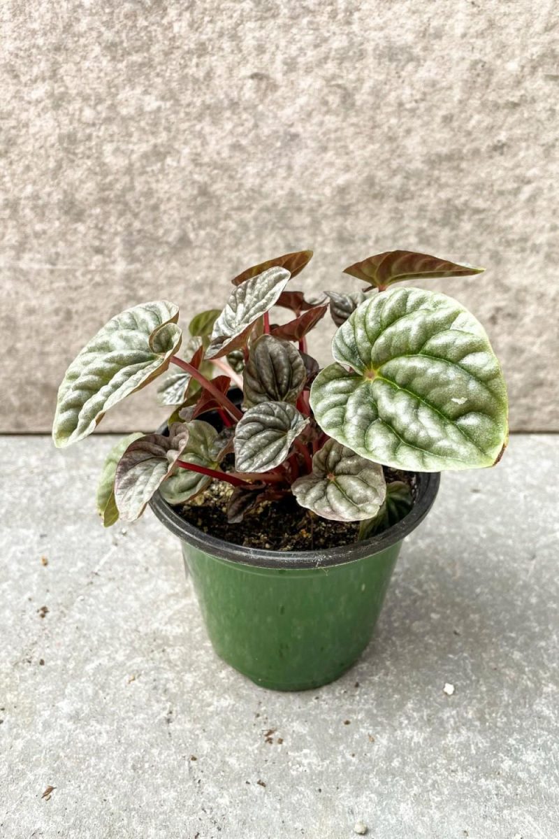 Indoor Plants |   Peperomia Caperata ‘Burgundy Ripple’ 4″ Garden Indoor Plants