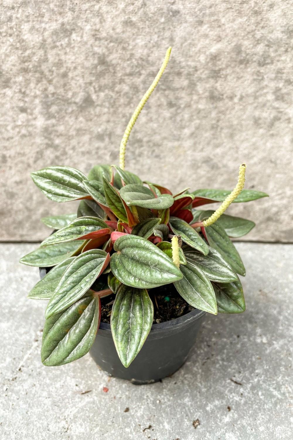 Indoor Plants |   Peperomia Caperata ‘Rosso’ 4″ Garden Indoor Plants