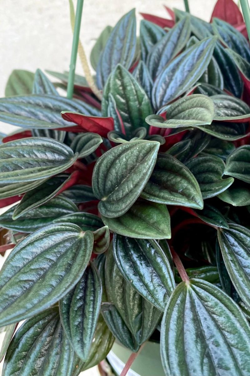 Indoor Plants |   Peperomia Caperata ‘Rosso’ 6″ Garden Indoor Plants