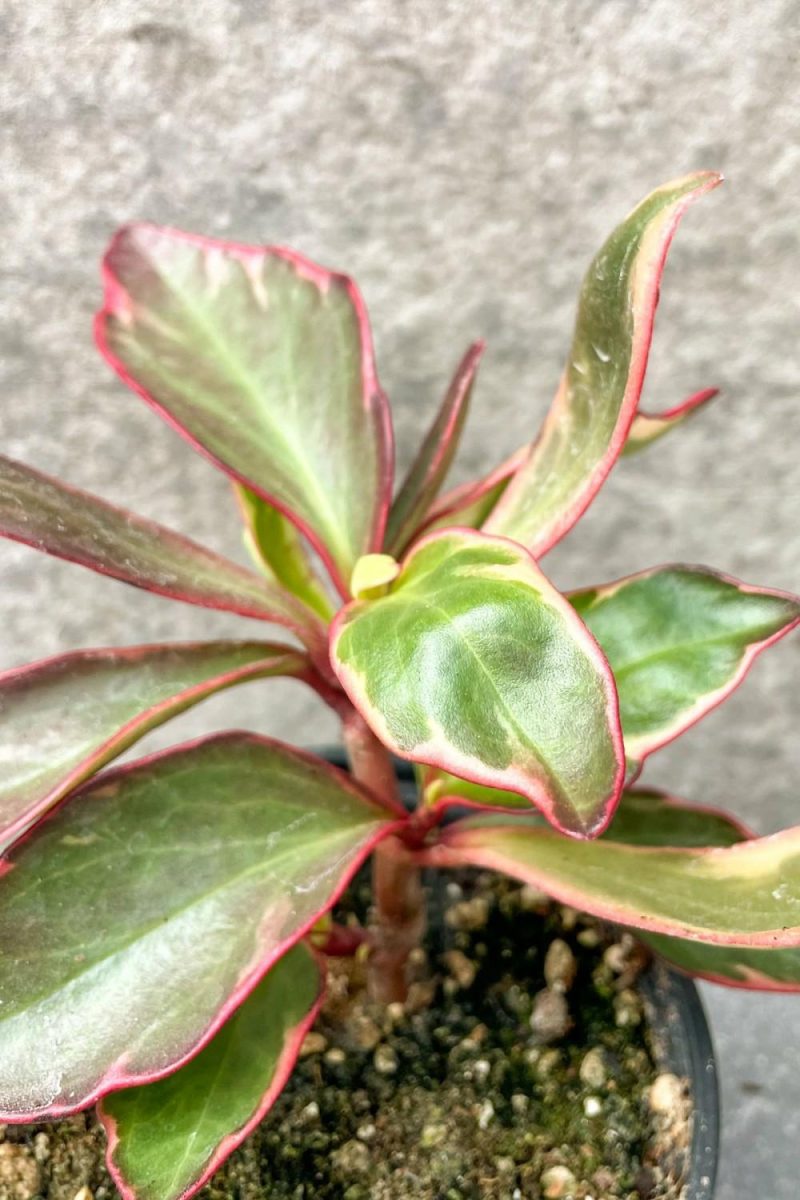 Indoor Plants |   Peperomia Clusiifolia ‘Ginny’ 4″ Garden Indoor Plants