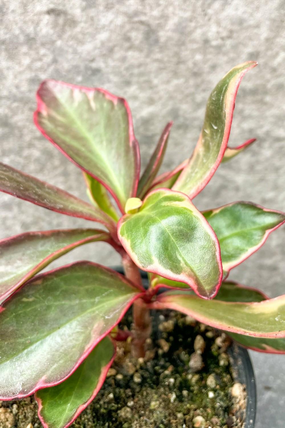 Indoor Plants |   Peperomia Clusiifolia ‘Ginny’ 4″ Garden Indoor Plants