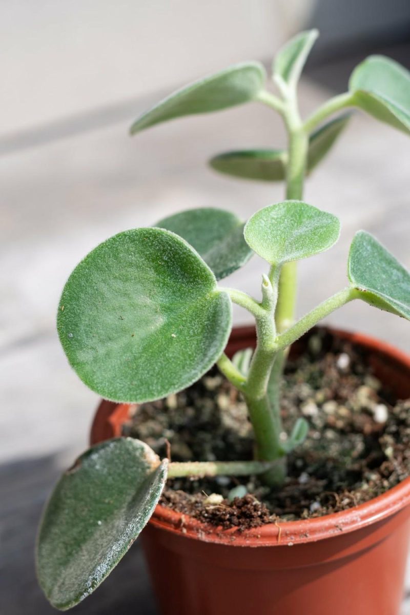 Indoor Plants |   Peperomia Incana “Felted Peperomia” 4″ Garden Indoor Plants