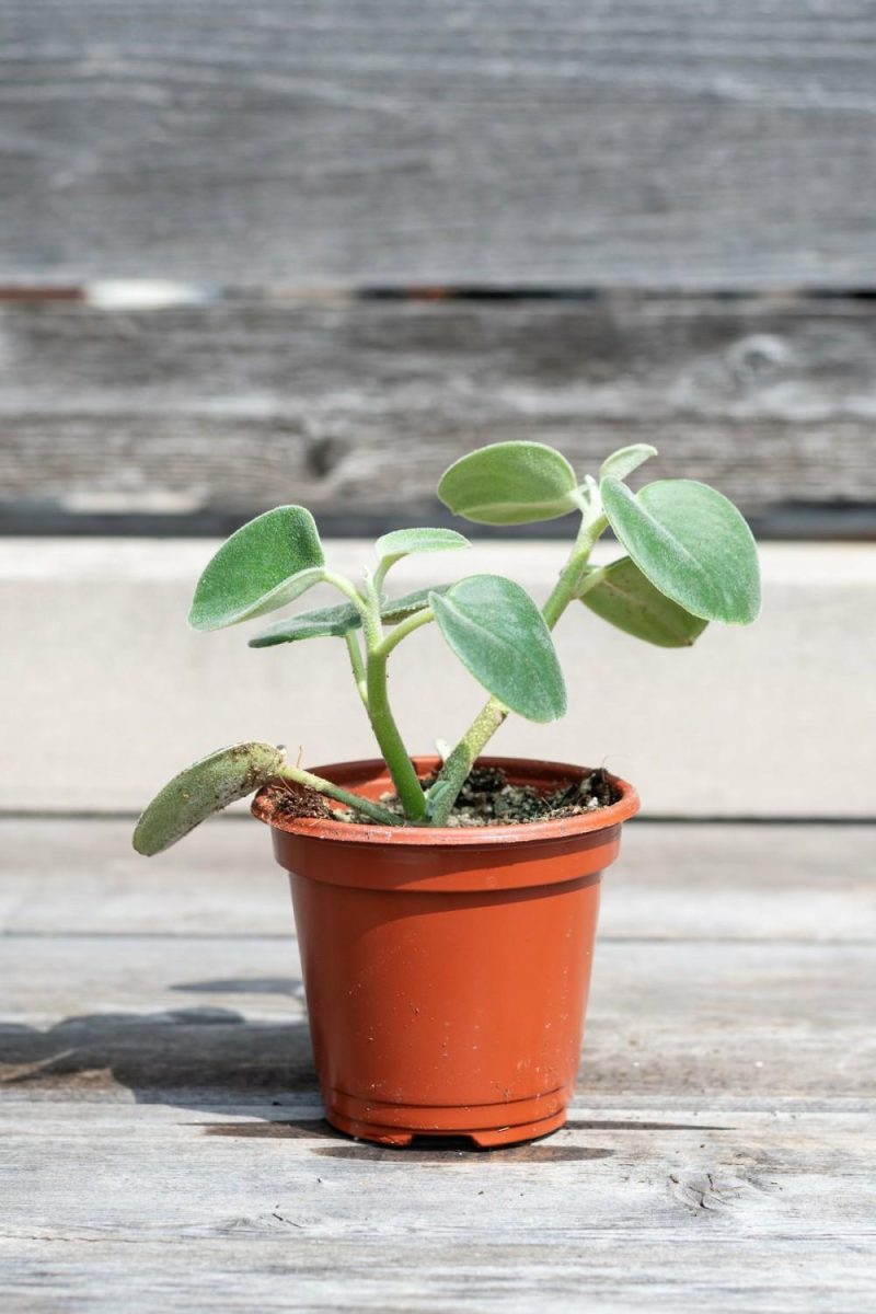 Indoor Plants |   Peperomia Incana “Felted Peperomia” 4″ Garden Indoor Plants