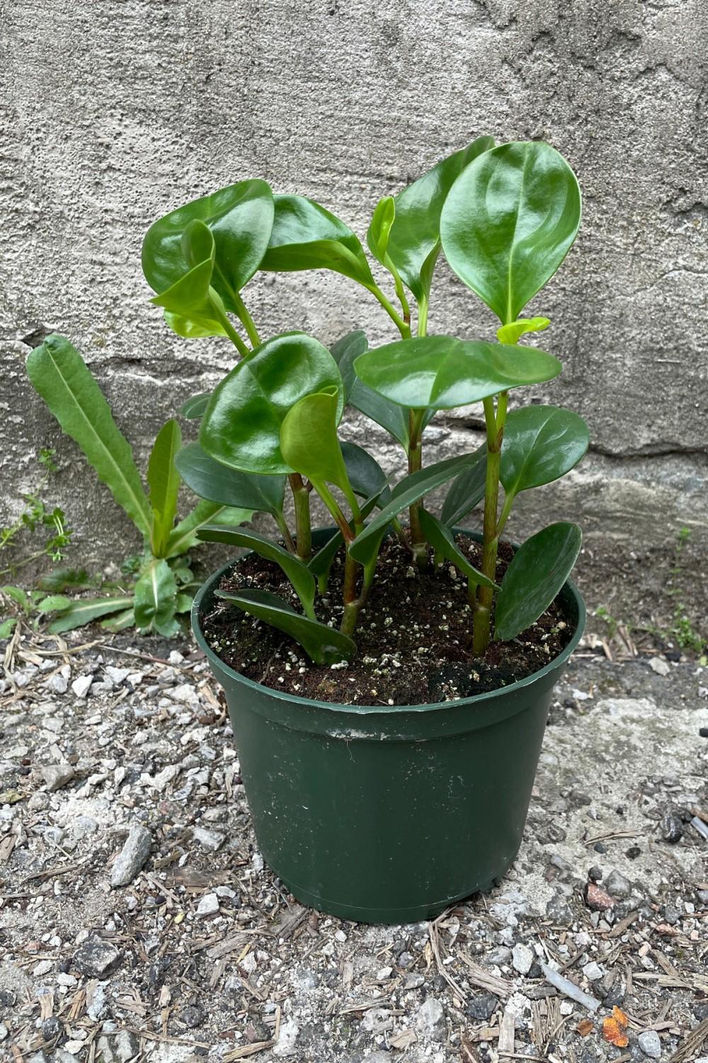 Indoor Plants |   Peperomia Obtusifolia (Green) 6″ Garden Indoor Plants