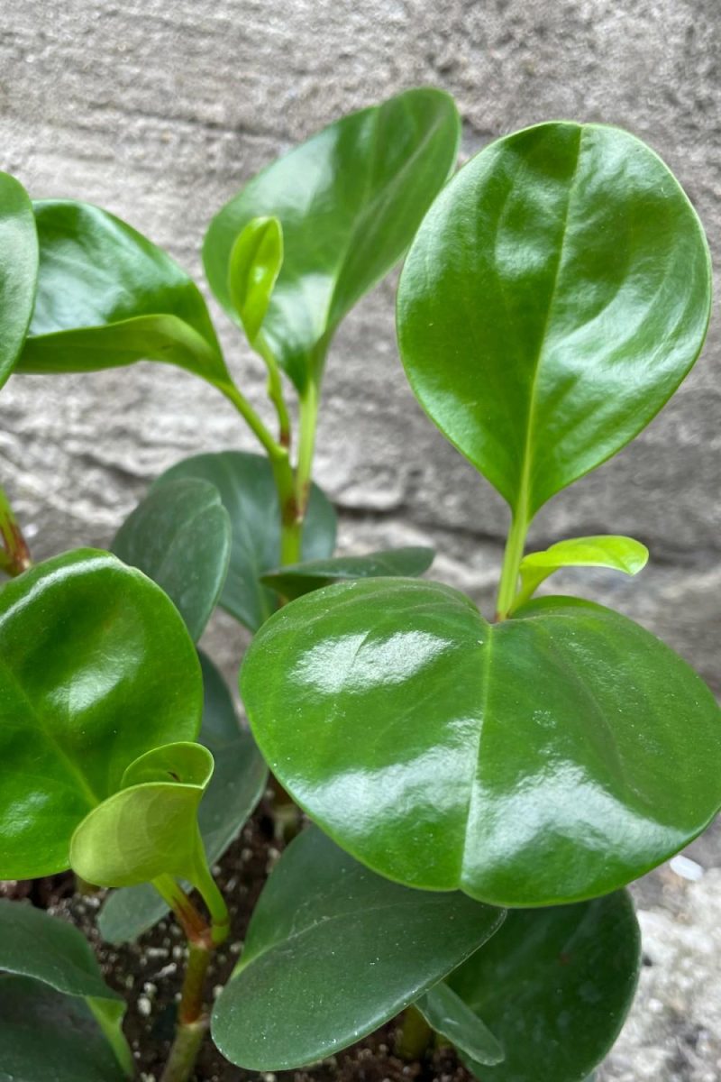 Indoor Plants |   Peperomia Obtusifolia (Green) 6″ Garden Indoor Plants