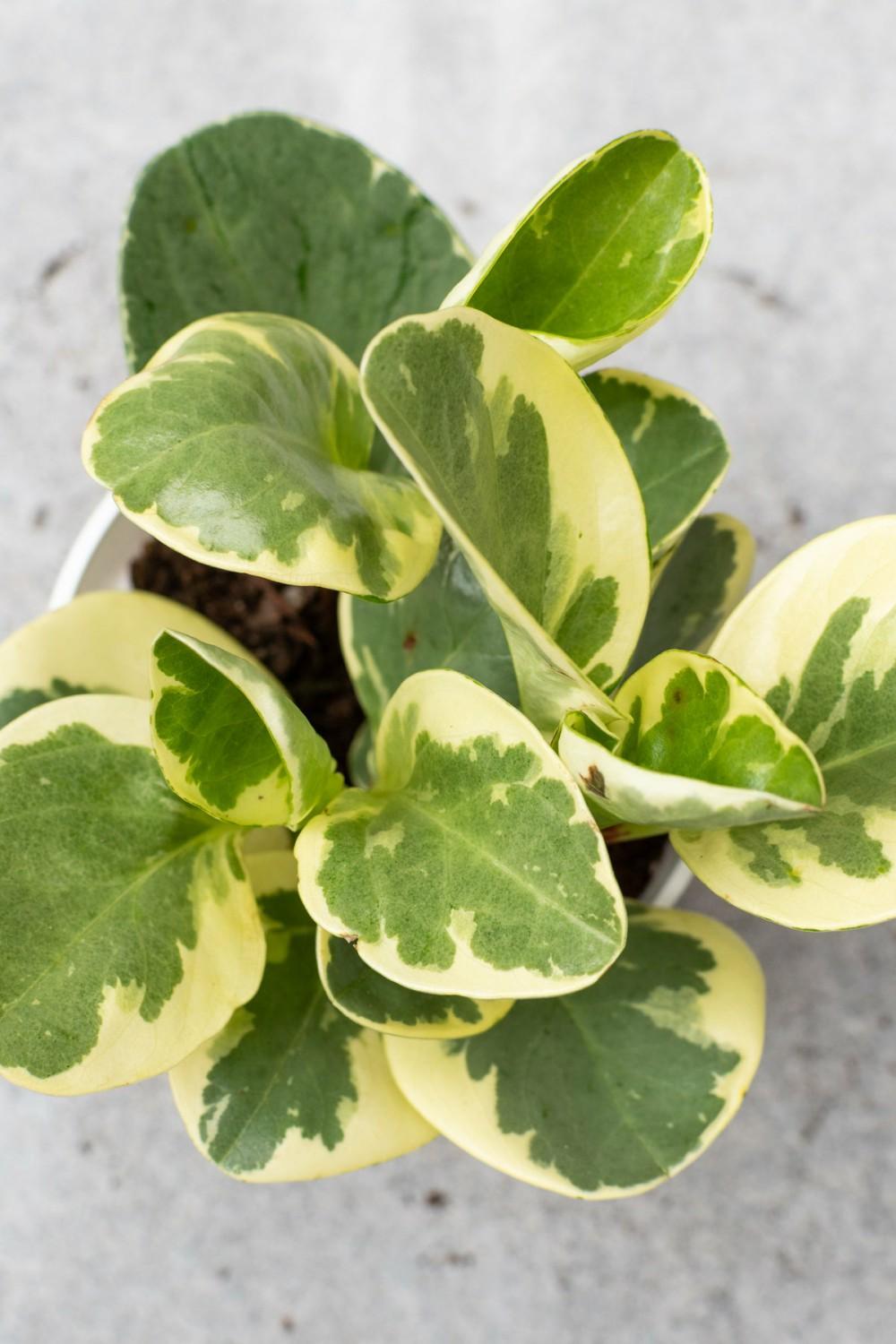 Indoor Plants |   Peperomia Obtusifolia ‘Variegata’ 4″ Garden Indoor Plants