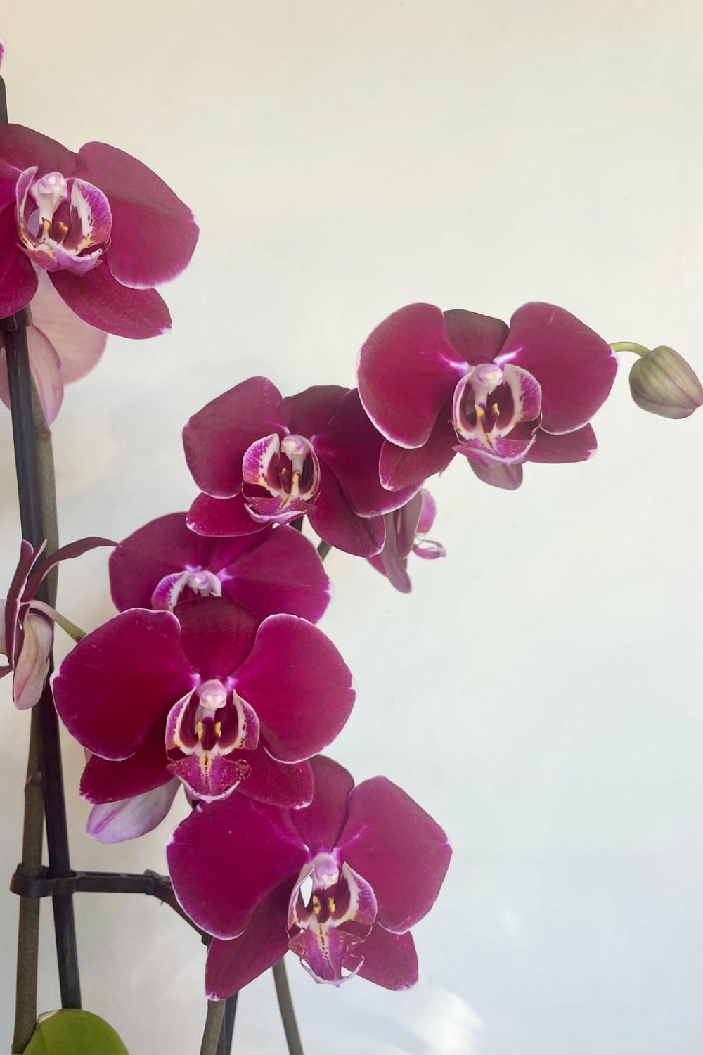 Indoor Plants |   Phalaenopsis Orchid 4″ Specialty Garden Indoor Plants