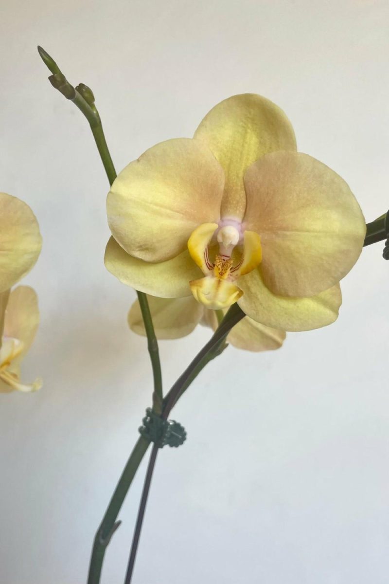 Indoor Plants |   Phalaenopsis Orchid 4″ Specialty Garden Indoor Plants