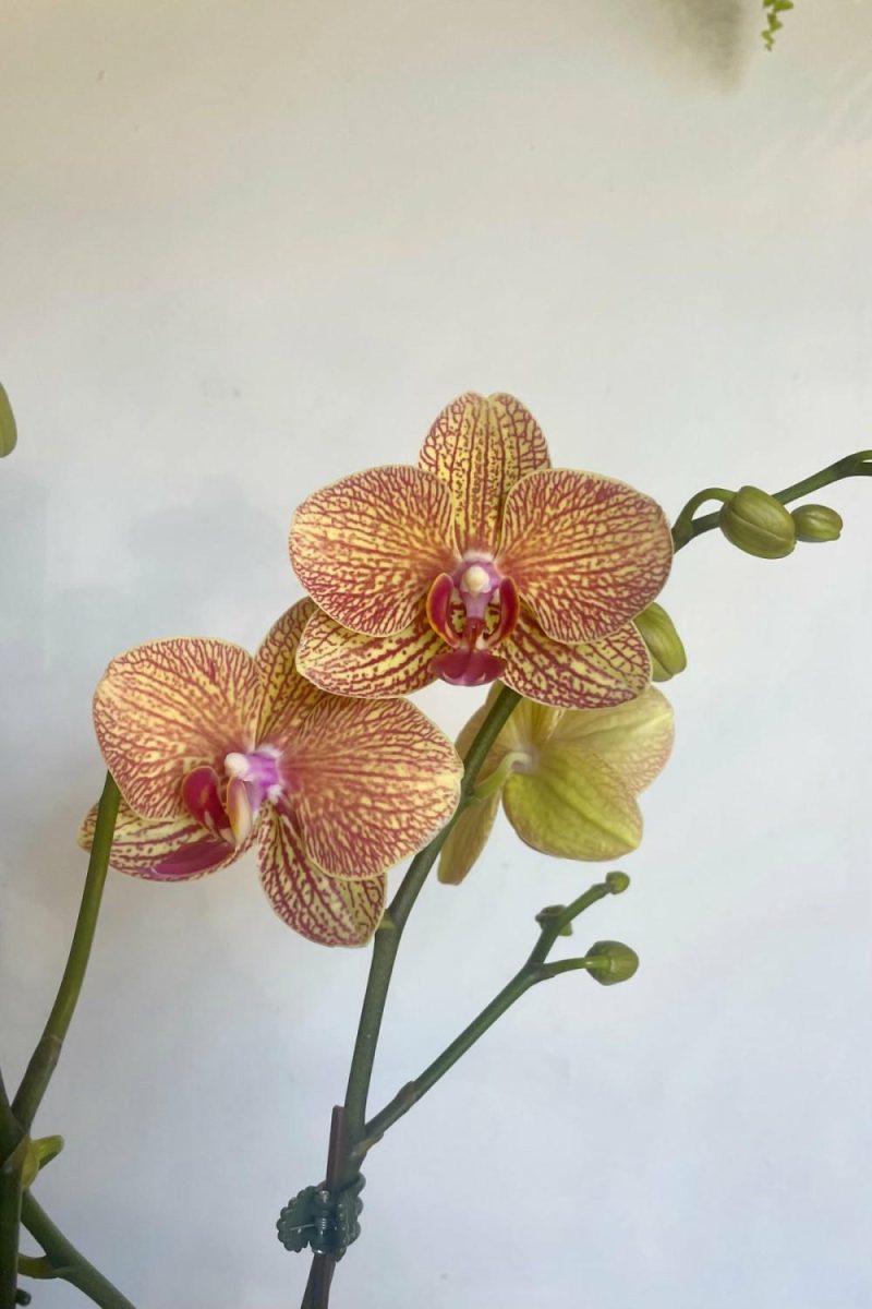 Indoor Plants |   Phalaenopsis Orchid 4″ Specialty Garden Indoor Plants