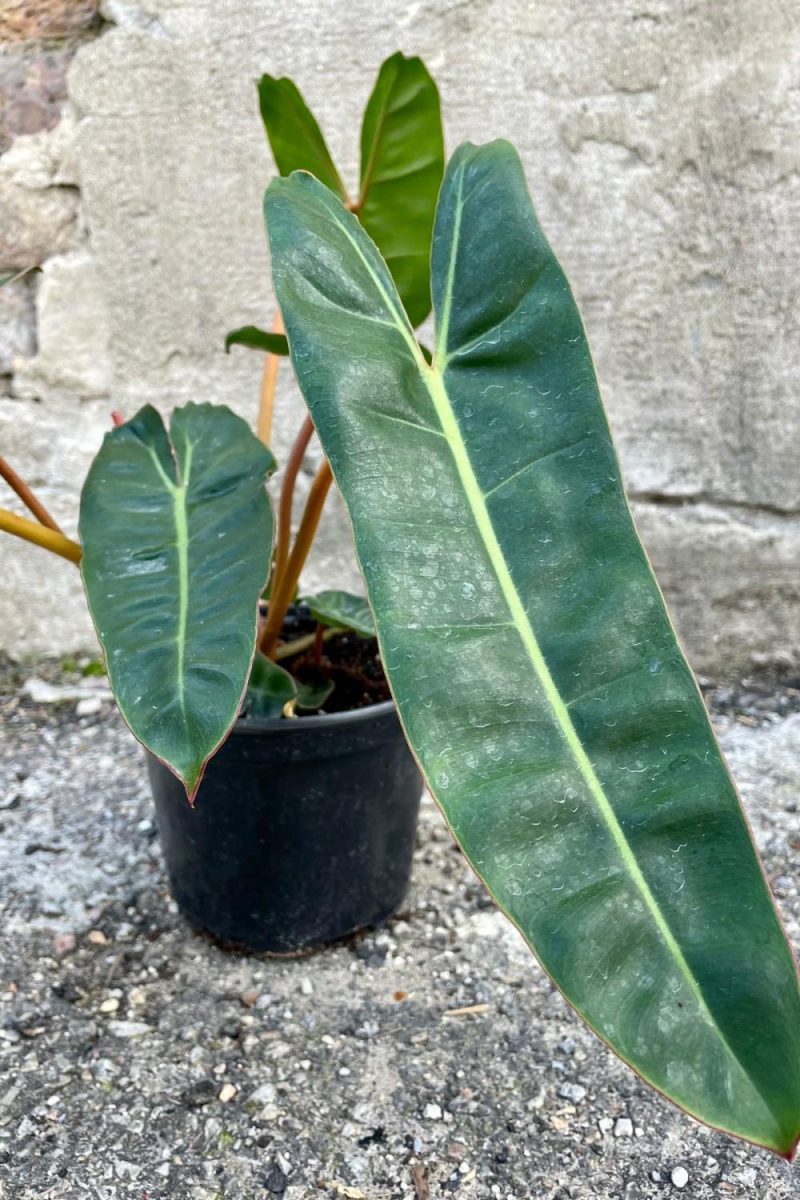 Indoor Plants |   Philodendron Billietiae 6″ Garden Indoor Plants