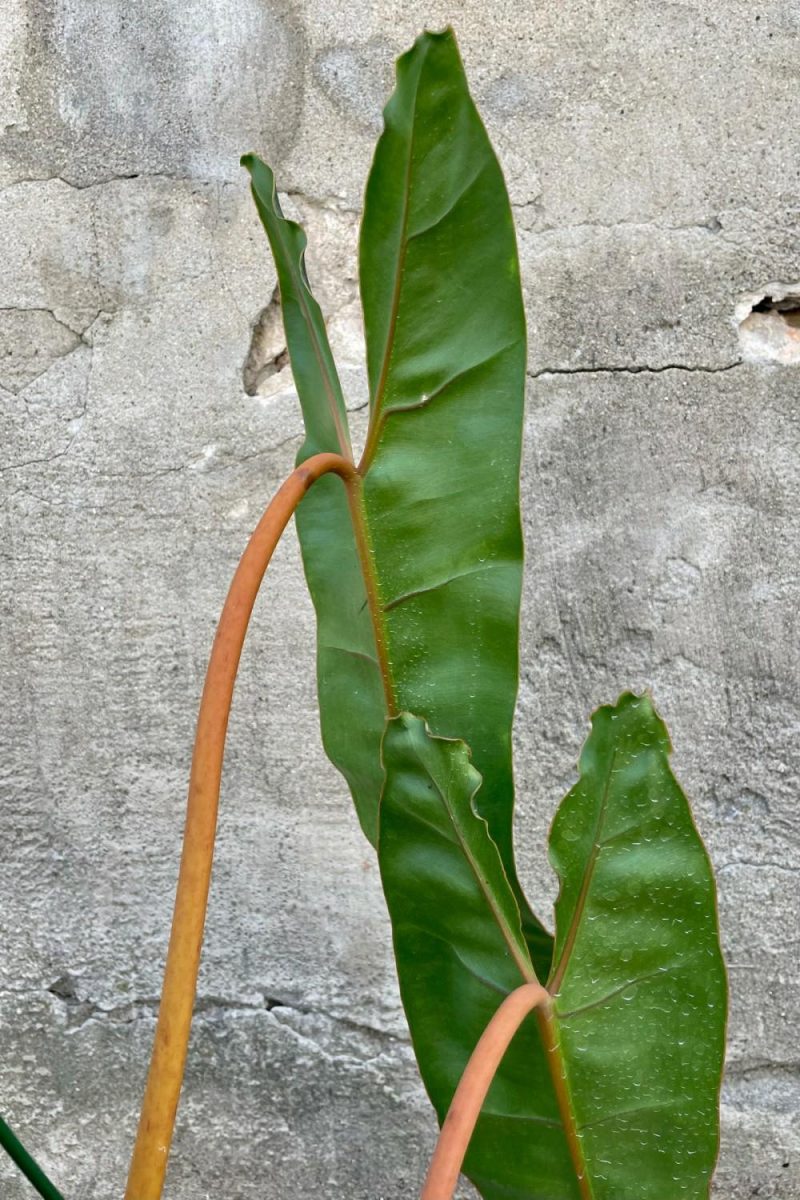 Indoor Plants |   Philodendron Billietiae 8″ Garden Indoor Plants