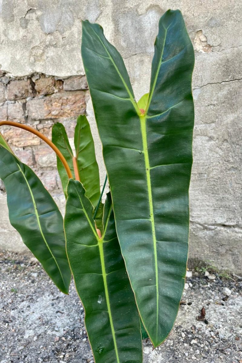 Indoor Plants |   Philodendron Billietiae 8″ Garden Indoor Plants