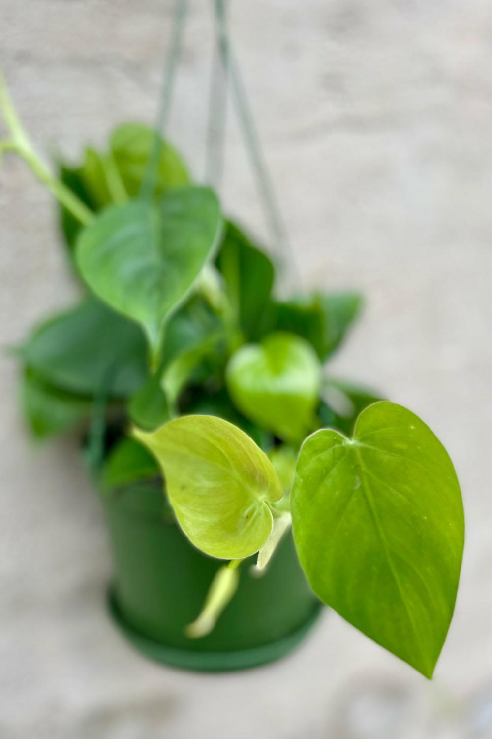 Indoor Plants |   Philodendron Cordatum 6″ Hanging Basket Garden Indoor Plants