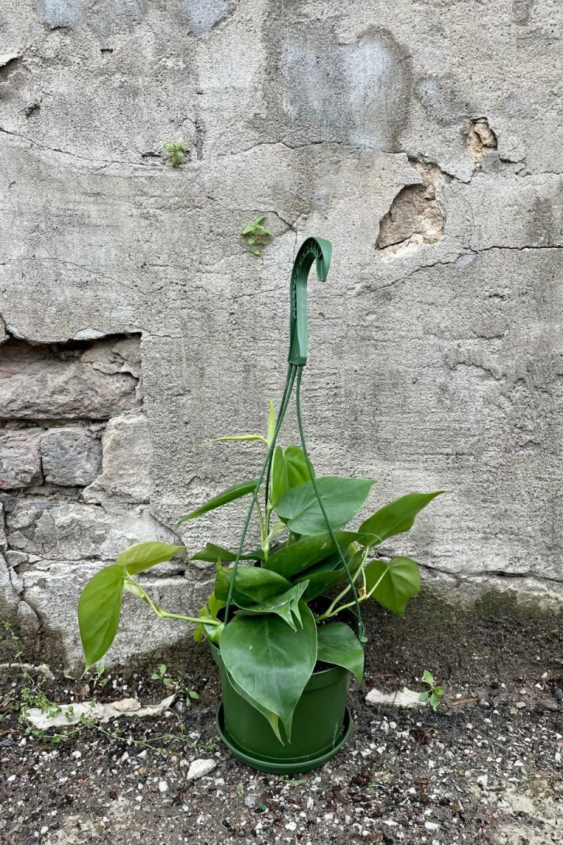 Indoor Plants |   Philodendron Cordatum 6″ Hanging Basket Garden Indoor Plants