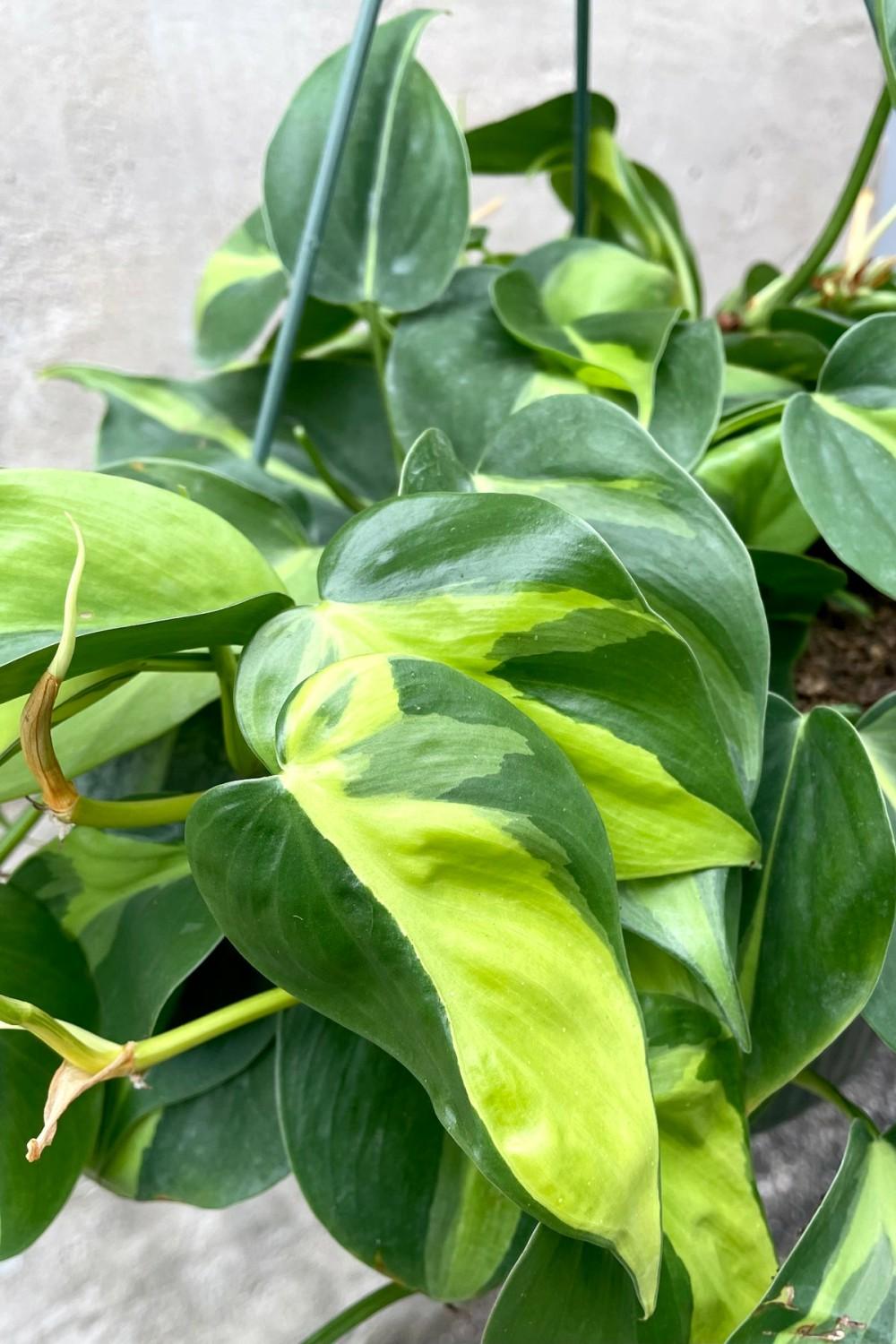 Indoor Plants |   Philodendron Cordatum ‘Brasil’ 10″ Garden Indoor Plants