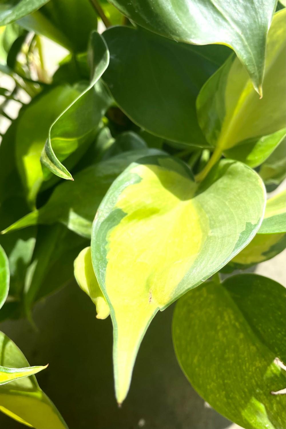 Indoor Plants |   Philodendron Cordatum ‘Brasil’ 6″ Garden Indoor Plants