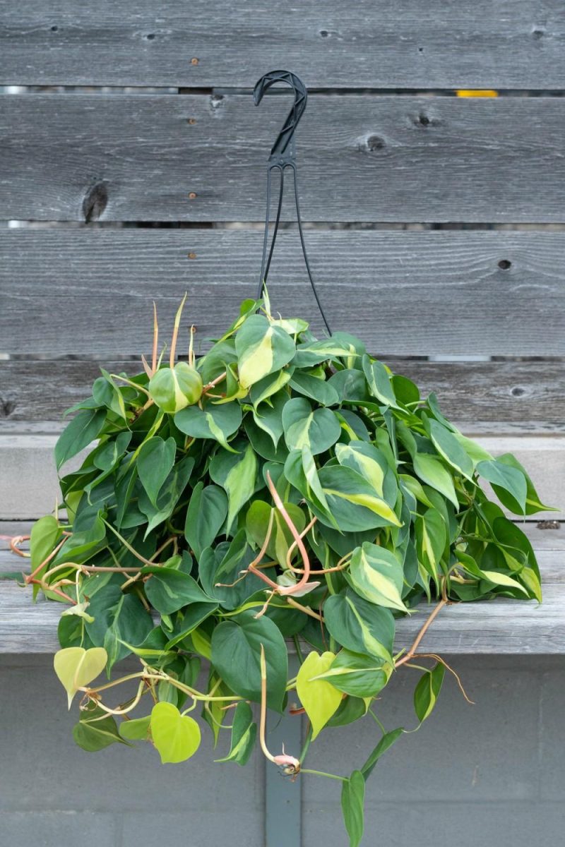 Indoor Plants |   Philodendron Cordatum ‘Brasil’ 8″ Garden Indoor Plants