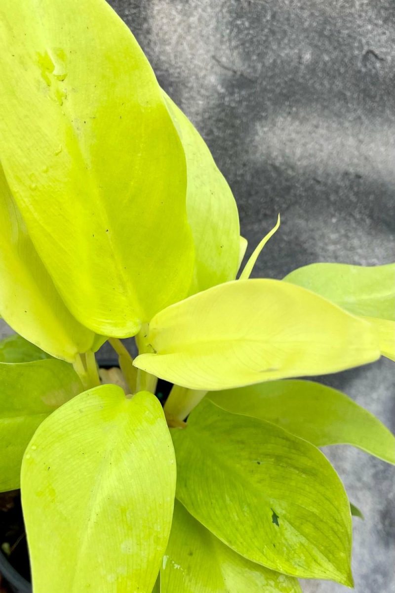 Indoor Plants |   Philodendron Domesticum ‘Lemon Lime’ 5″ Garden Indoor Plants