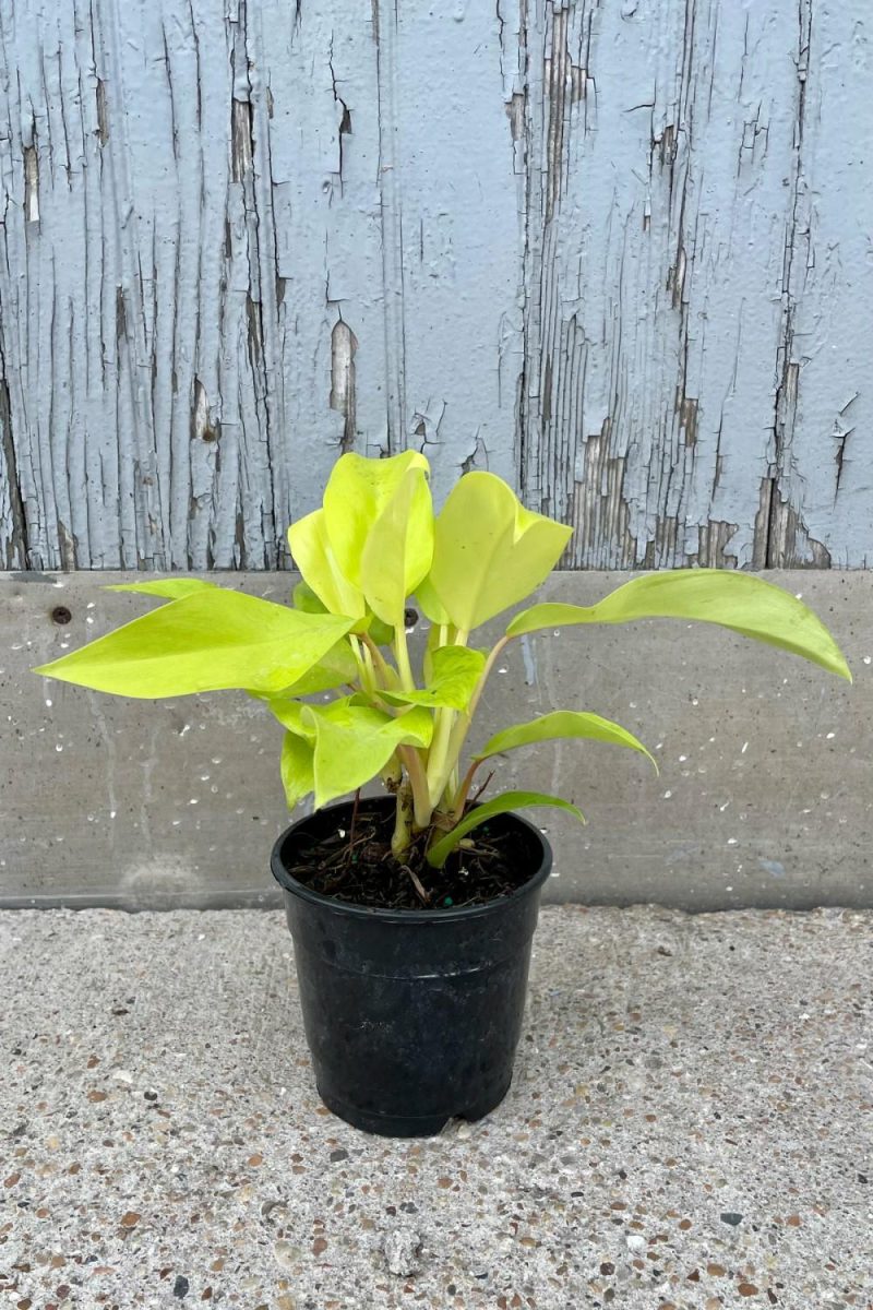 Indoor Plants |   Philodendron Domesticum ‘Lemon Lime’ 5″ Garden Indoor Plants