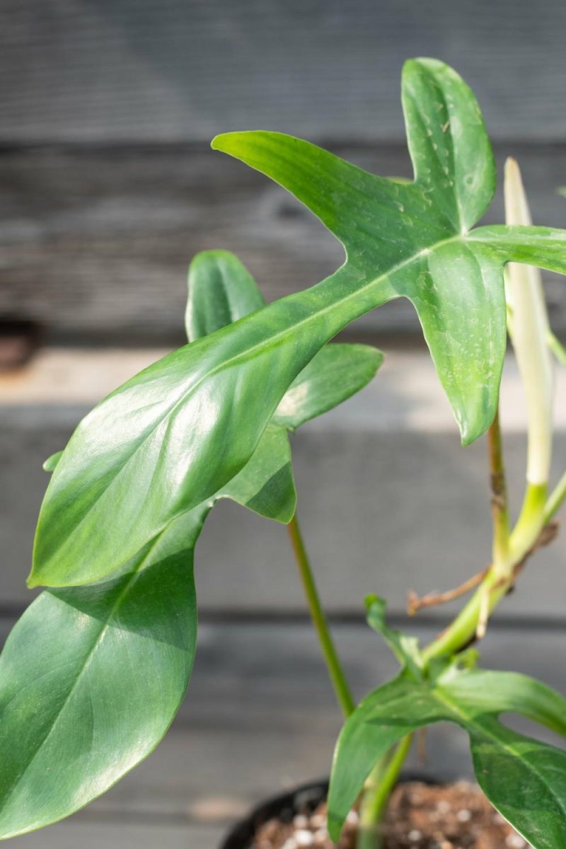 Indoor Plants |   Philodendron ‘Florida Green’ 4″ Garden Indoor Plants