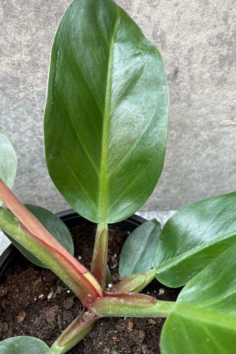 Indoor Plants |   Philodendron ‘Imperial Red’ 6″ Garden Indoor Plants